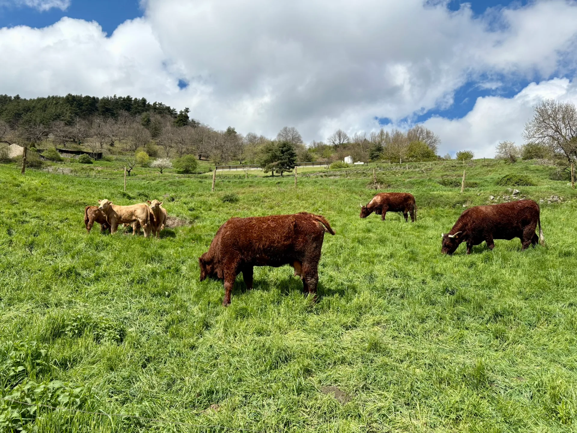 Les vaches typiques de la région de la Dolce Via
