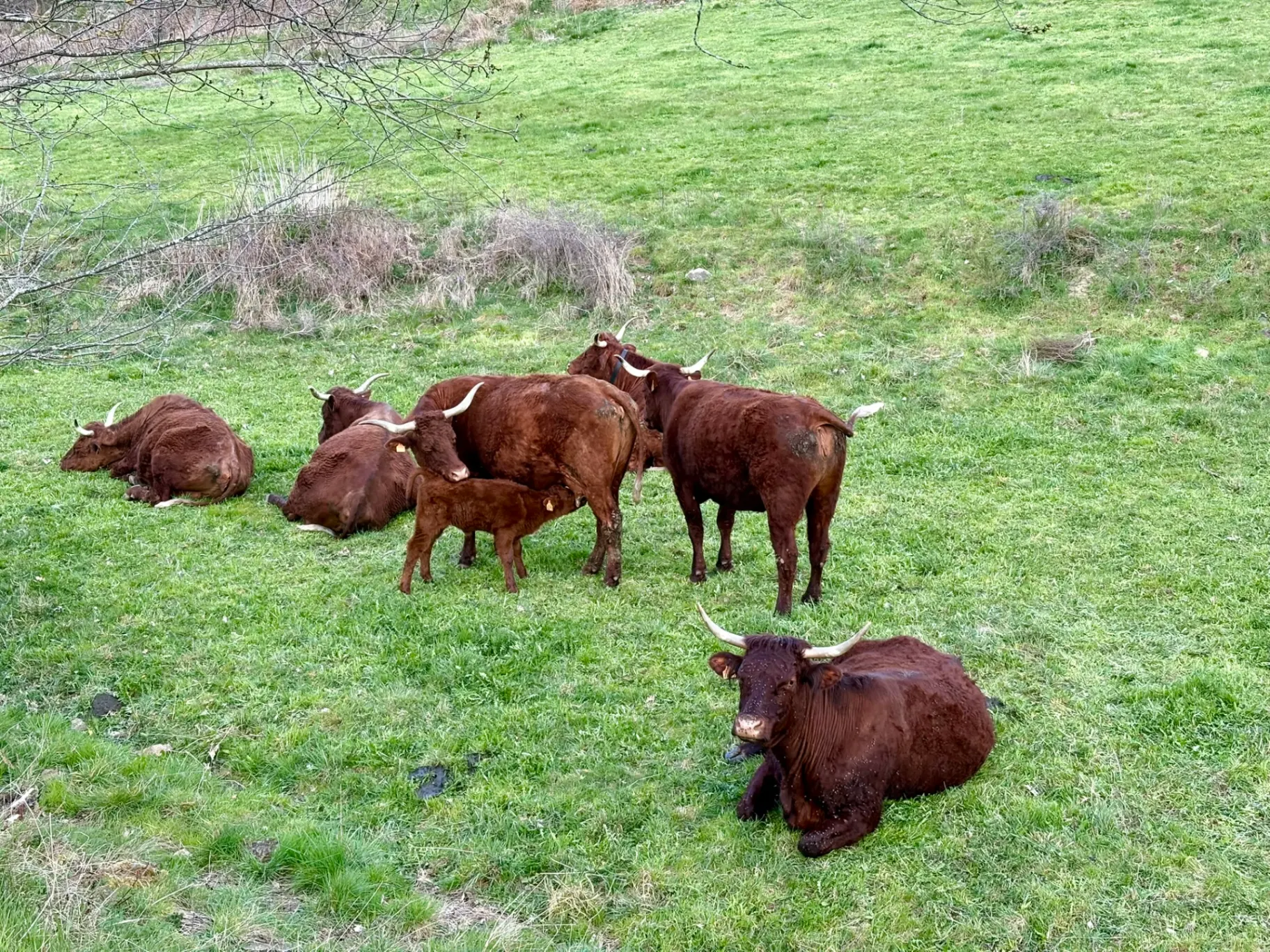 Les vaches typique d'Haute-Loire