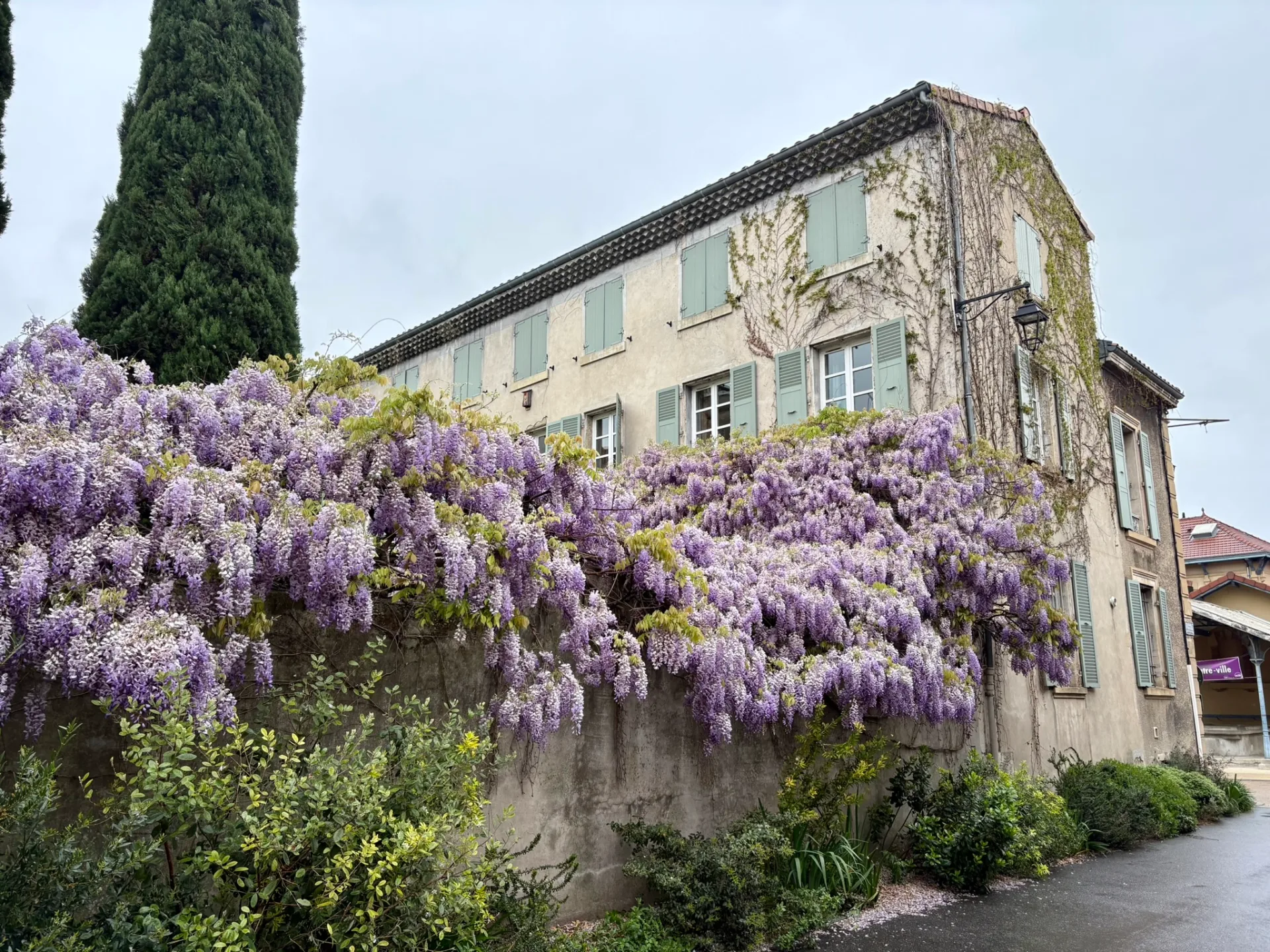 Une glycine en fleur sur la Via Rhôna à Valence