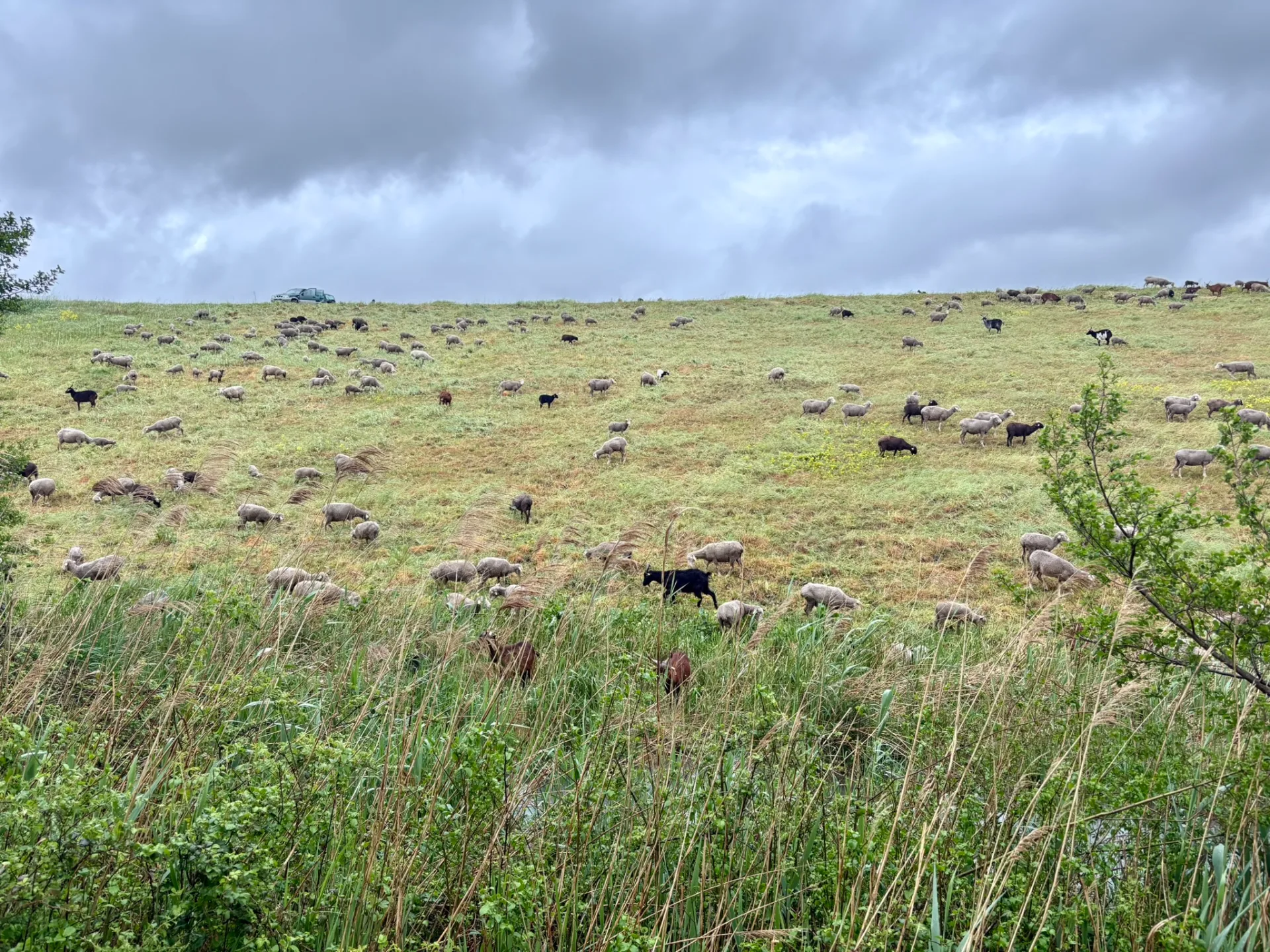 Des moutons dans un pré proche de la Via Rhôna