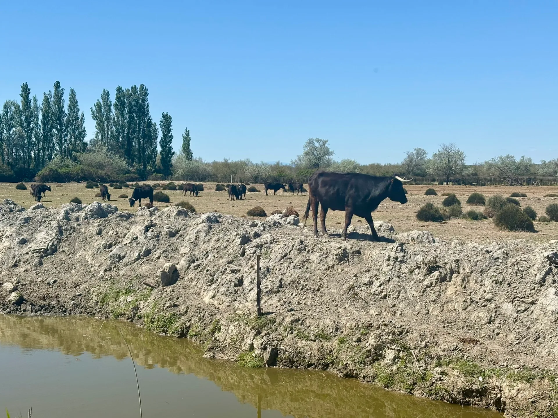 Champs typiques de la Camargue traversés à vélo