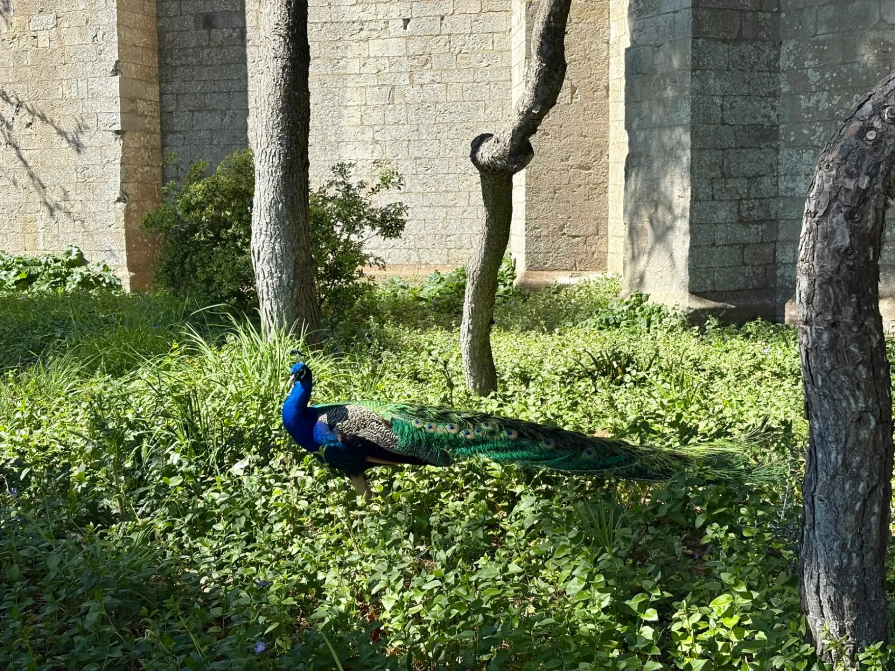 Un paon au pied de la cathédrale de Maguelone