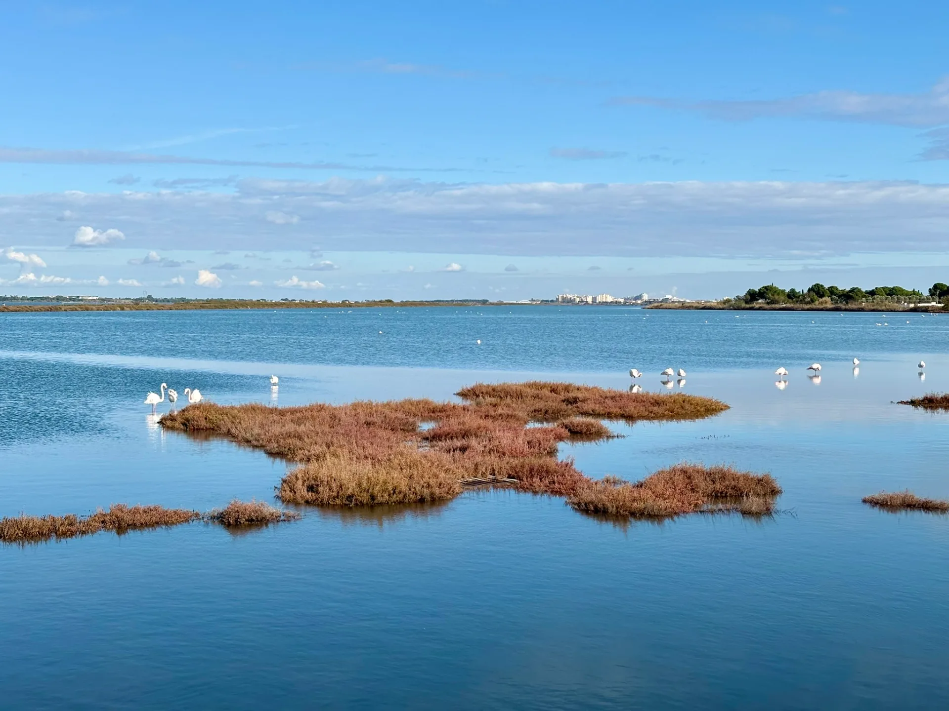 Les étangs et leurs flaments roses sur la Via Rhôna